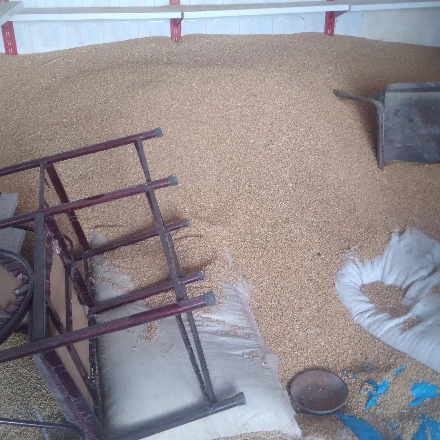 گندم بذری (آبی)|گل و گیاه طبیعی|صحنه, |دیوار