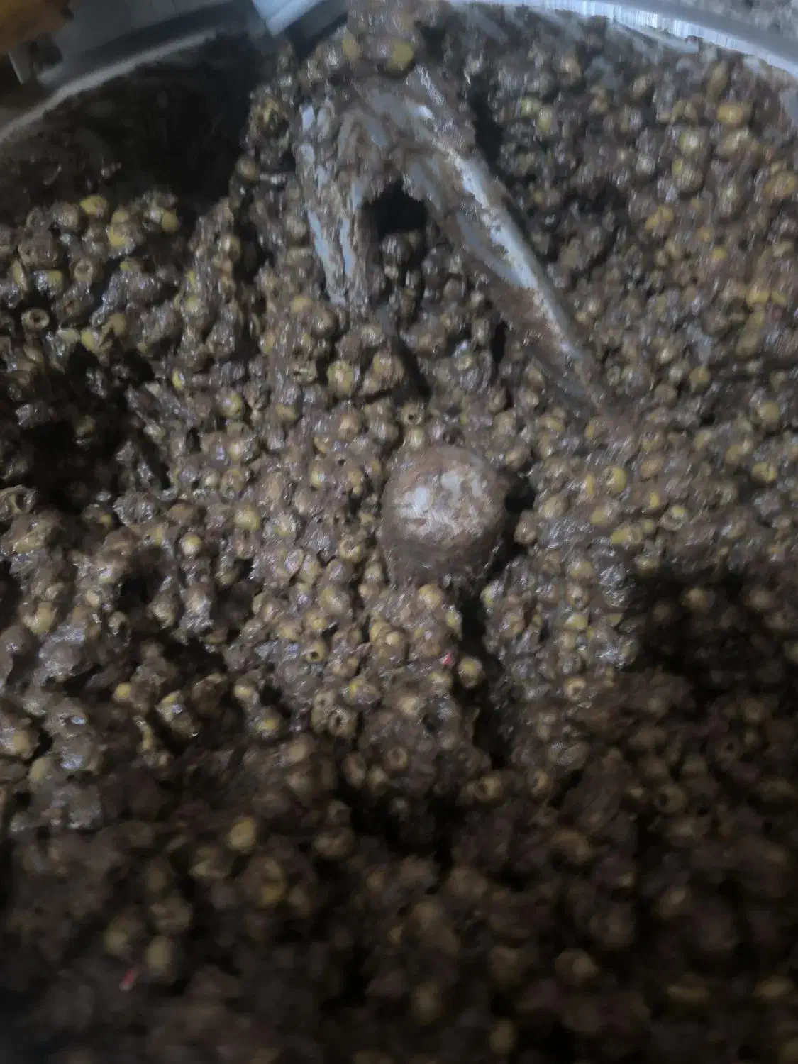 زیتون پرورده شمالی|عمده‌فروشی|پردیس, فاز ۲|دیوار