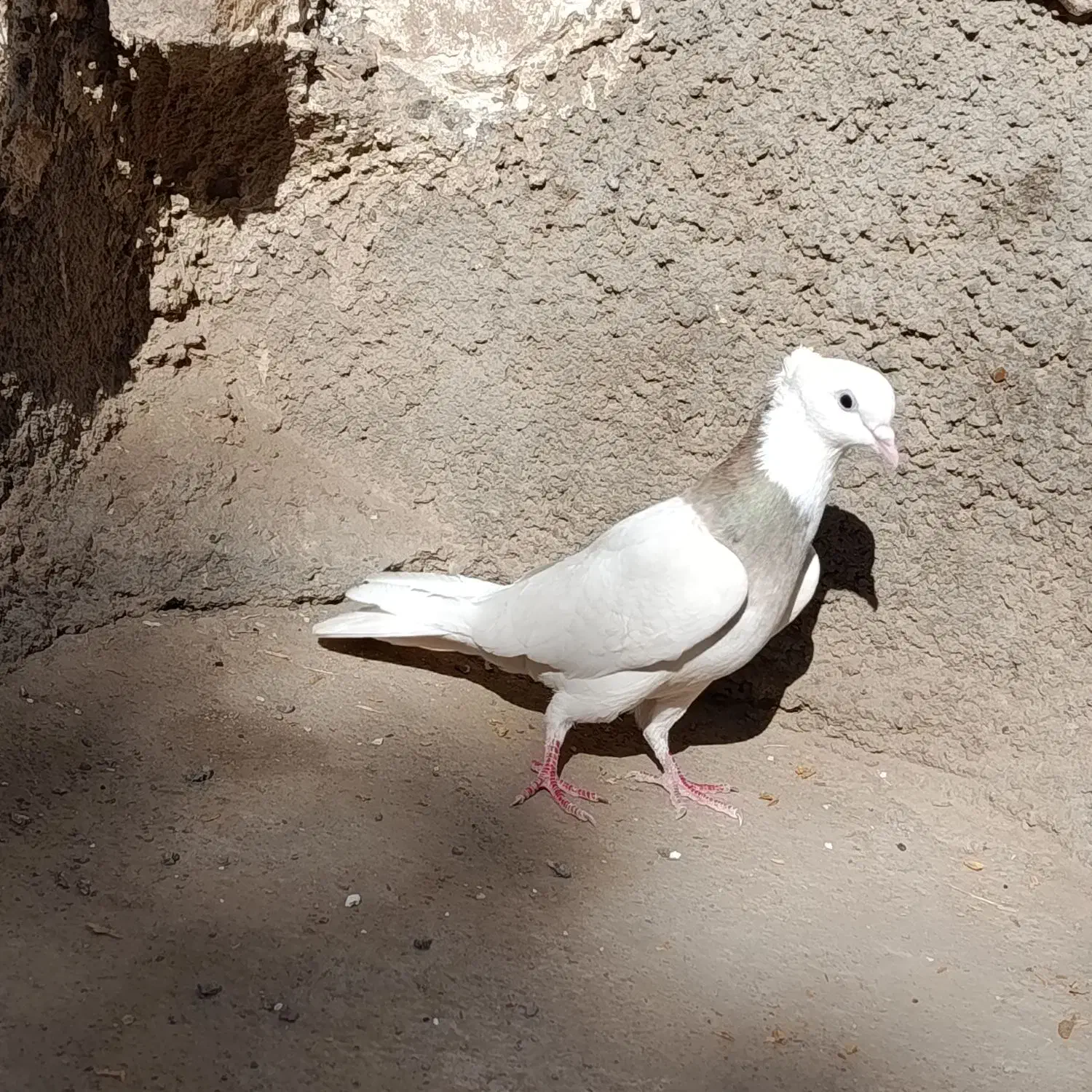 کفتر طوقی ماده|پرنده|سلامی, |دیوار