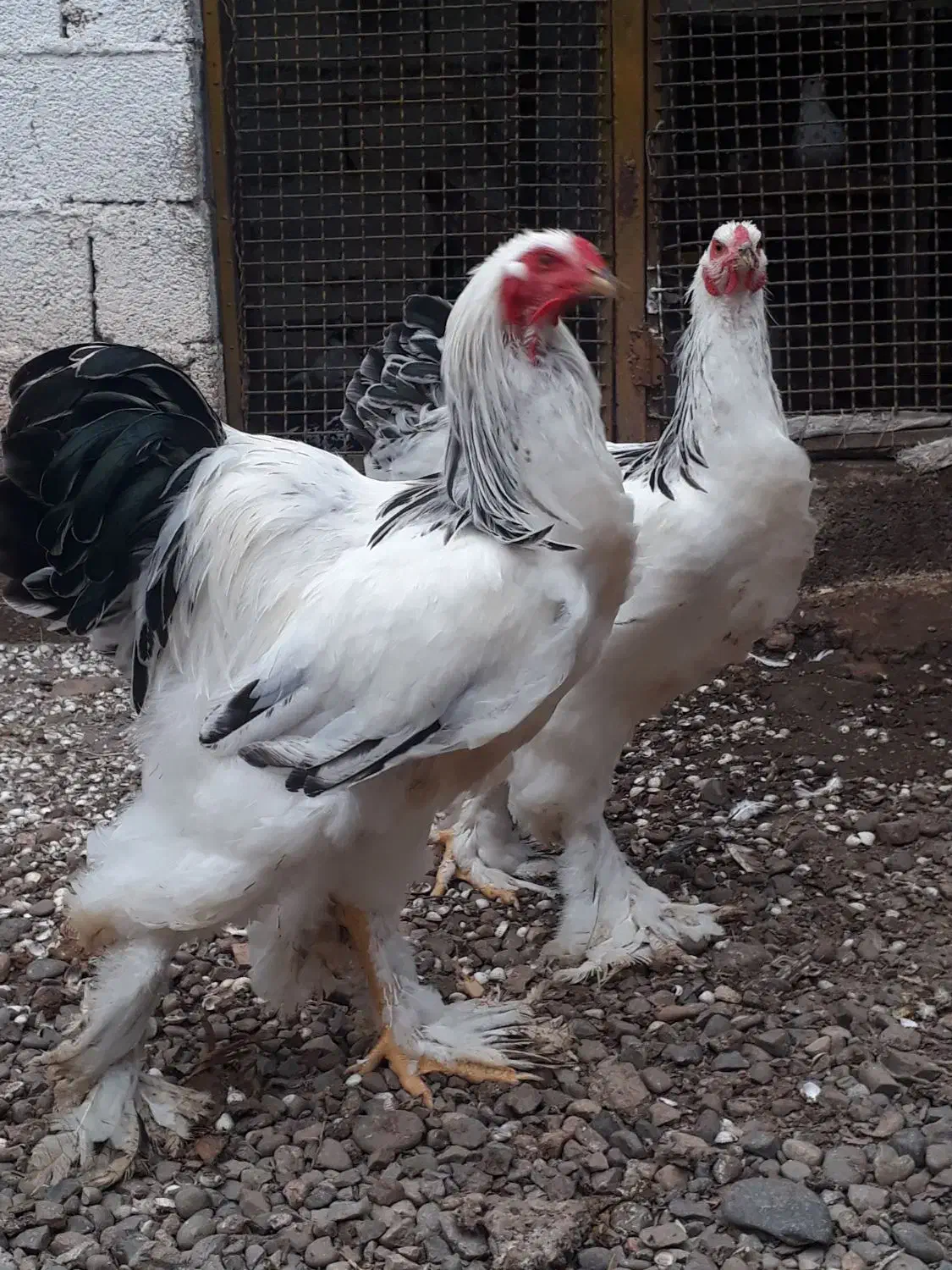 خروس برهما اصل|حیوانات مزرعه|رشت, حومه رشت|دیوار