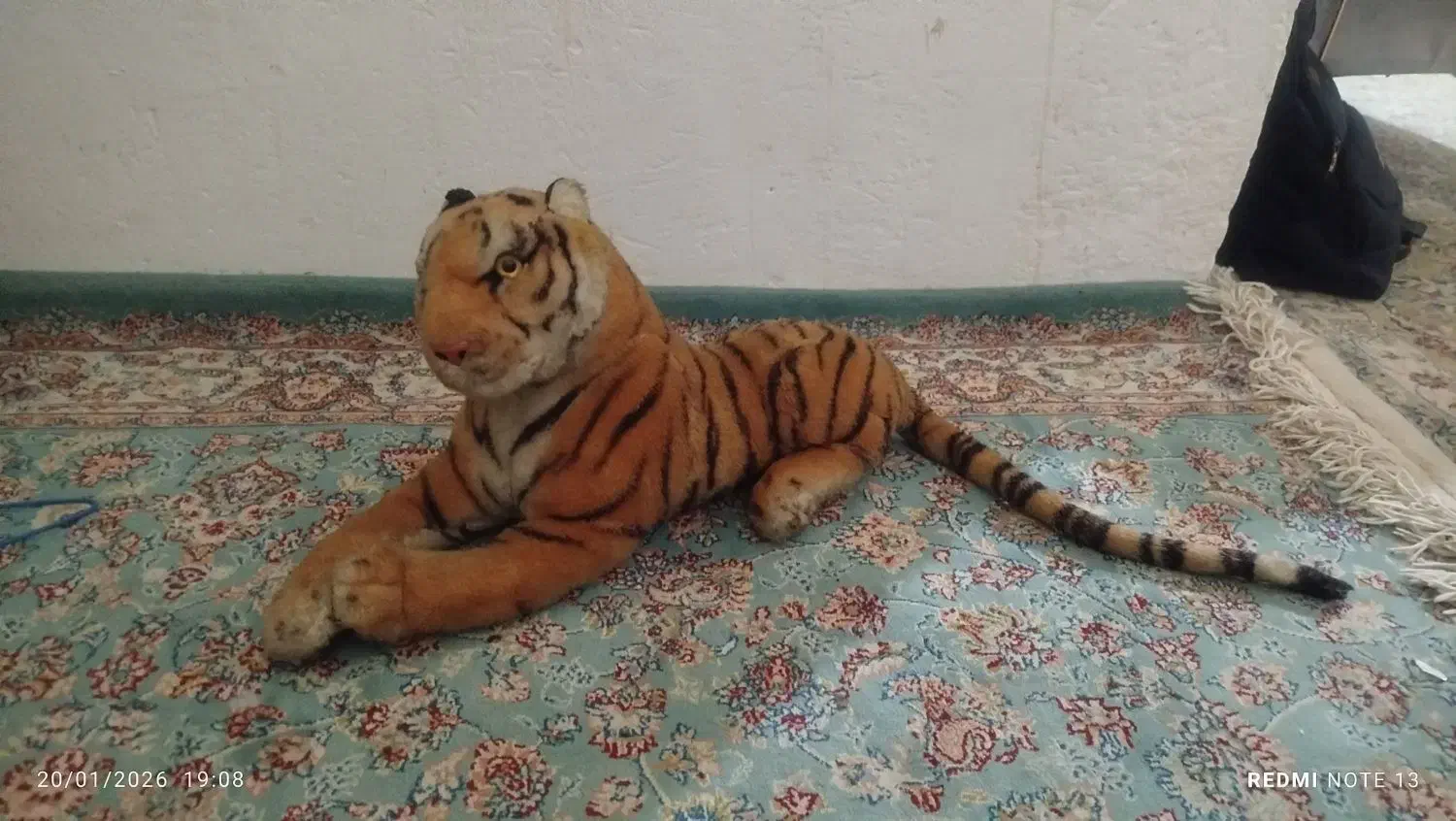 پلنگ وببر|اسباببازی|طرقبه, |دیوار