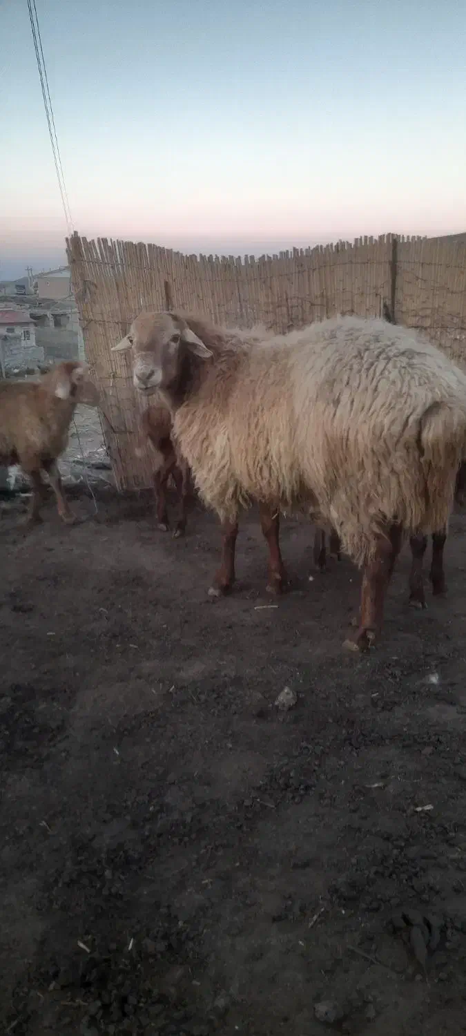 اصلاندوز  مغان|حیوانات مزرعه|بران, |دیوار