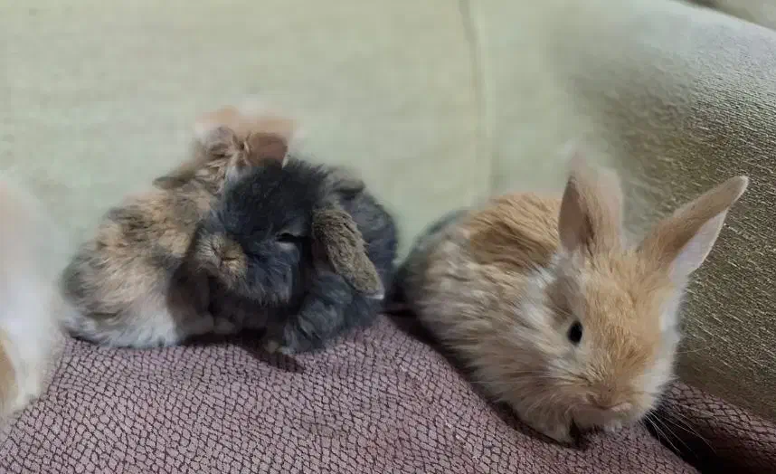 بچه خرگوش های لوپ|موش و خرگوش|قم, جهان بینی|دیوار