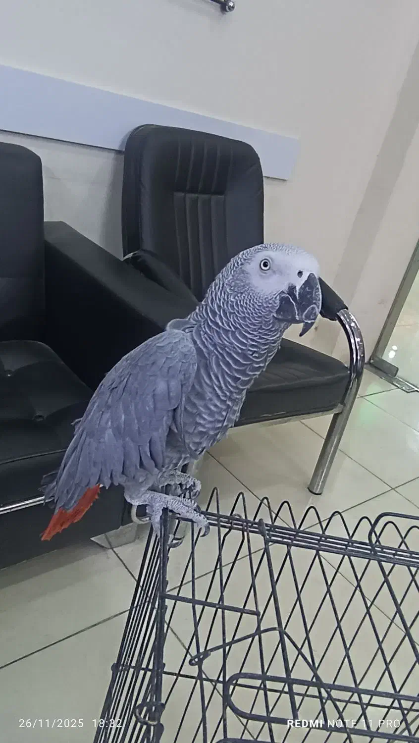 کاسکو 4 ساله سخنگو نر اماده|پرنده|پردیس, فاز ۳|دیوار