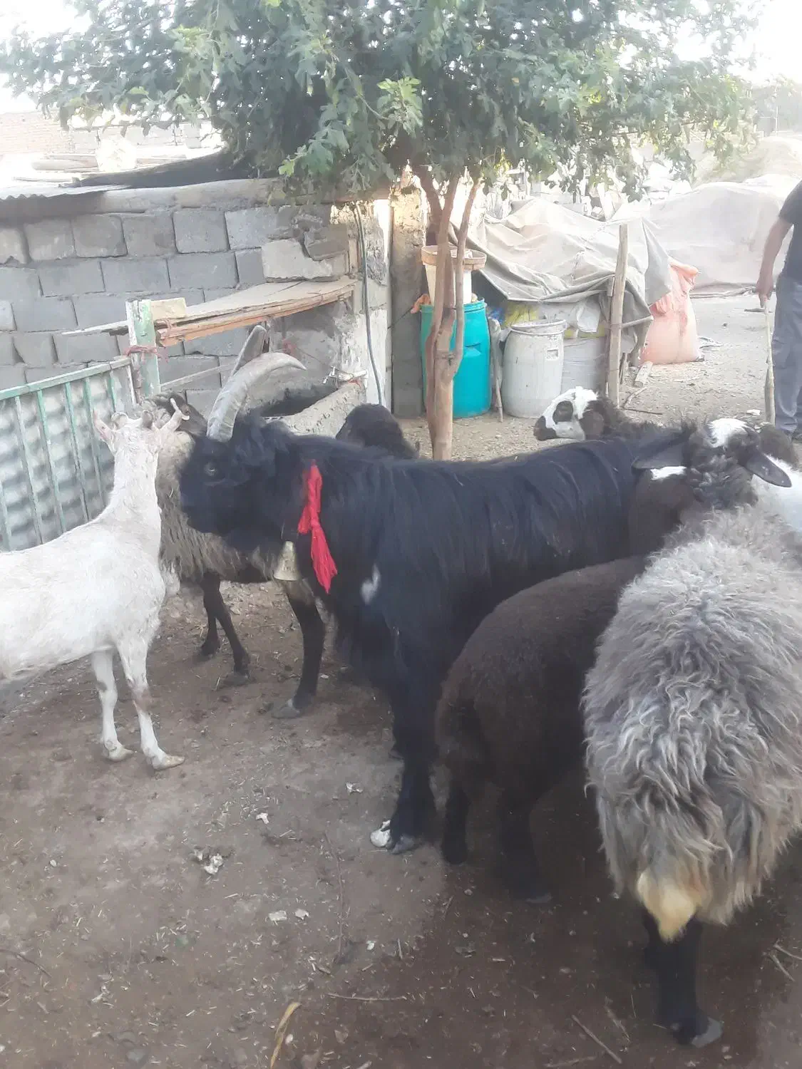 یه راس چپش روزگاری برای عشقبازان تخفیف پای معامله|حیوانات مزرعه|نجف‌آباد, گلدشت|دیوار