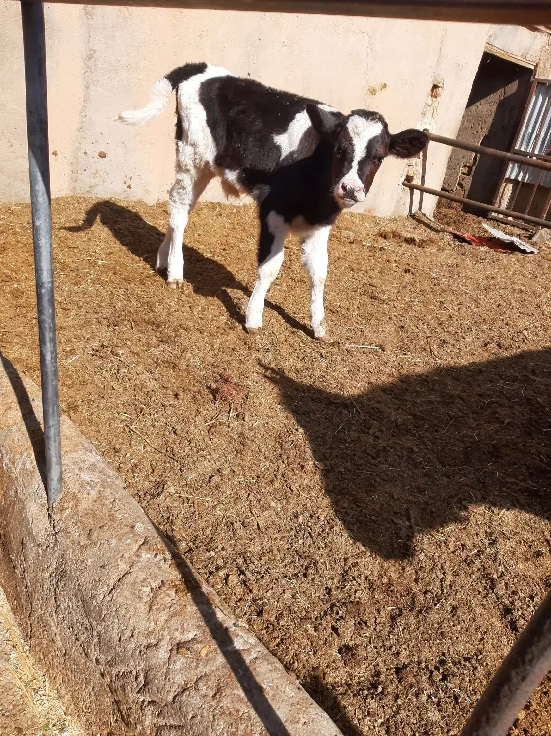 گاو شیری به همراه گوساله|حیوانات مزرعه|زاویه, |دیوار