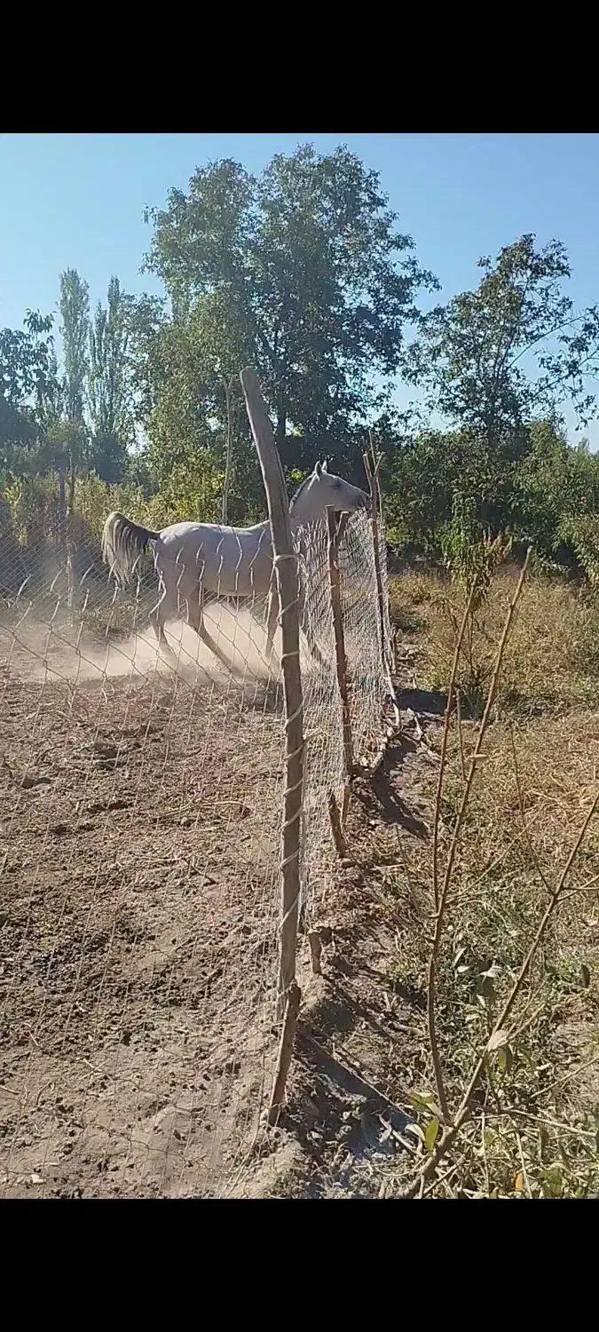 اسب نریان|اسب و تجهیزات اسبسواری|ملکان, |دیوار