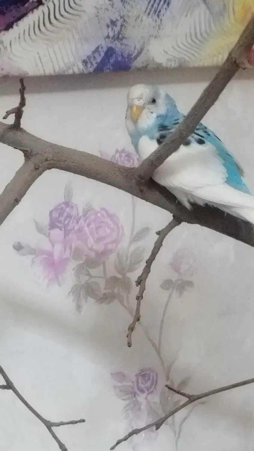 فروش جفت مرغ عشق مولد|پرنده|تهران, اوقاف|دیوار