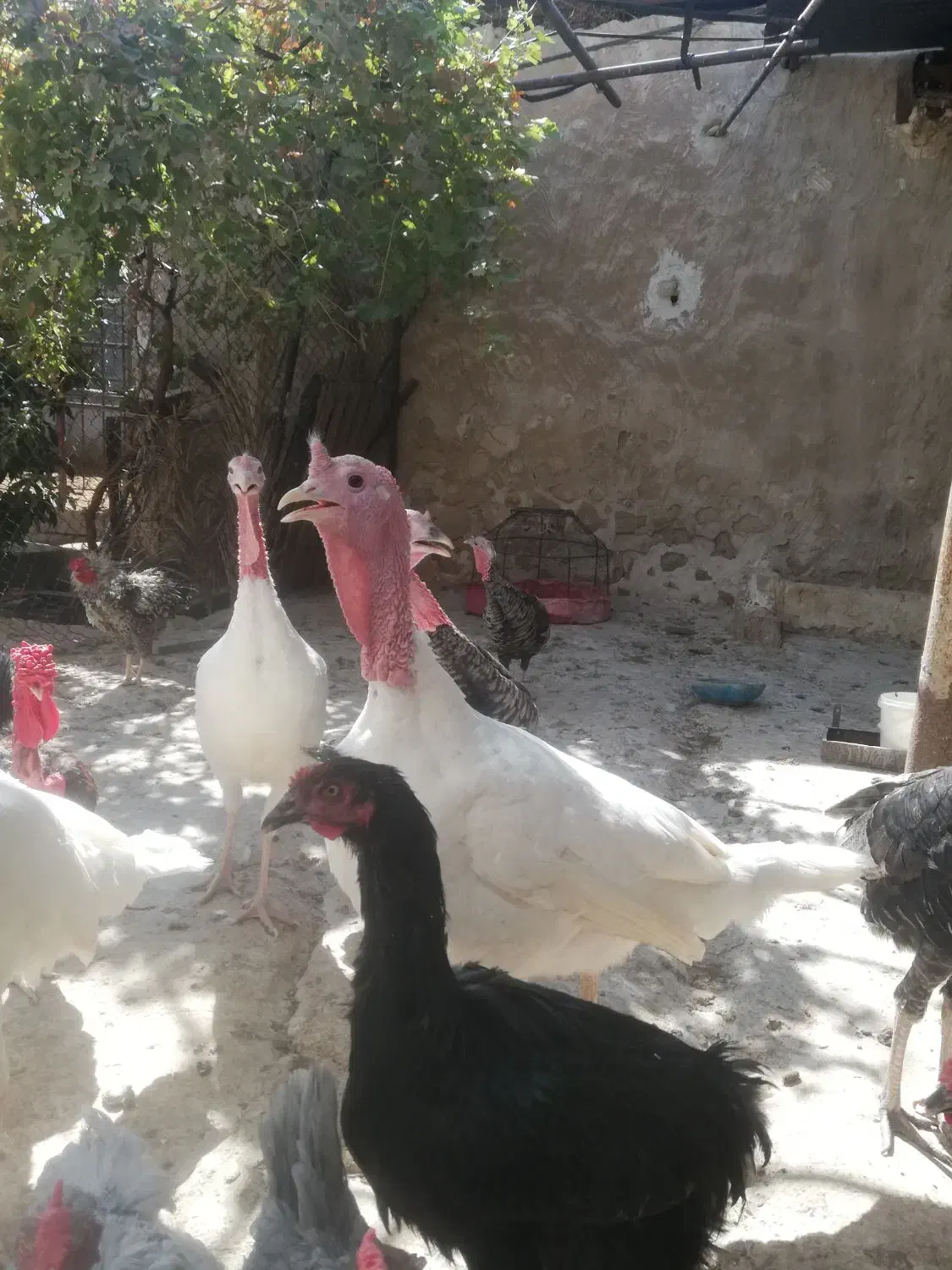 بوقلمون محلی|حیوانات مزرعه|کازرون, |دیوار