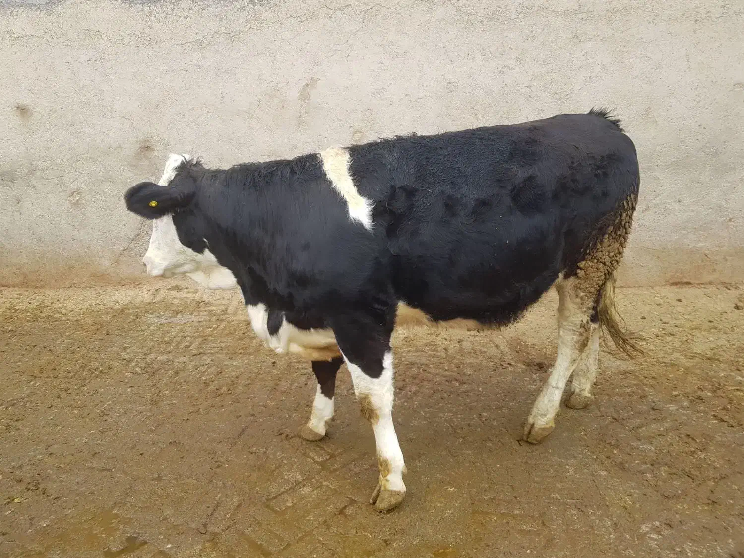 گاوگوشتی وحذفی اسینم|حیوانات مزرعه|دیواندره, |دیوار