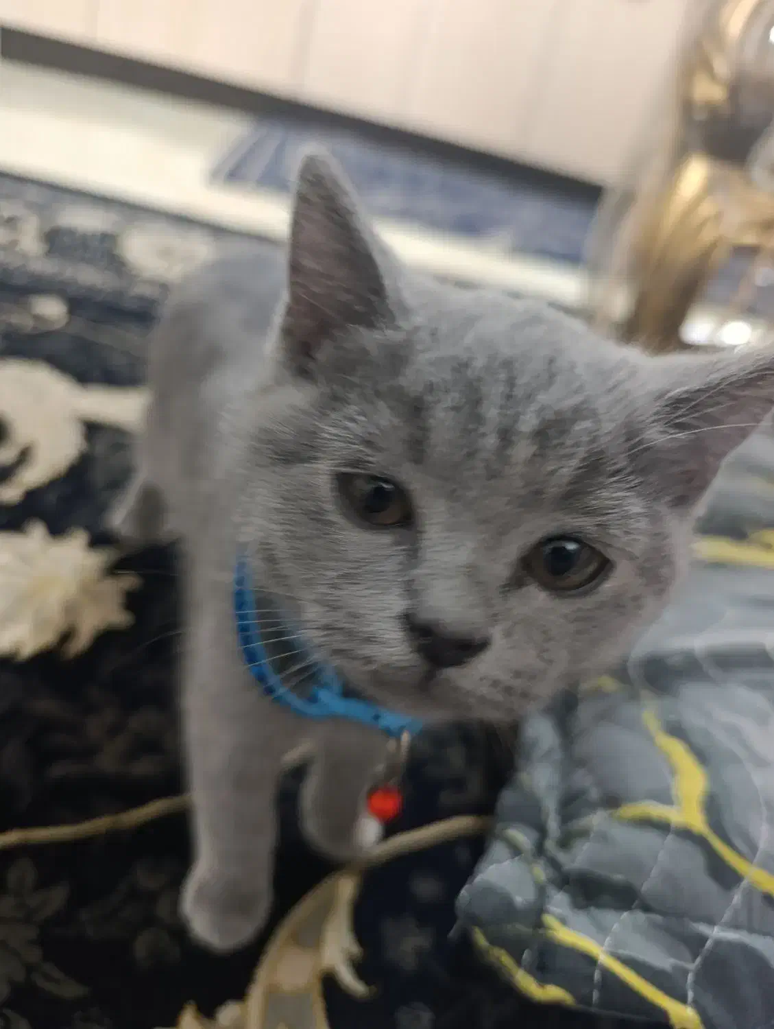 فروش گربه|گربه|مشهد, کارمندان دوم|دیوار