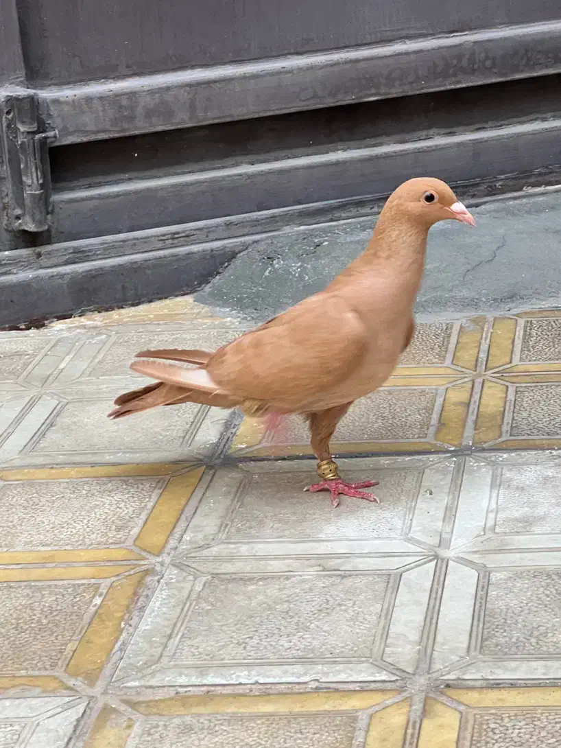 ماده زرد کرمونی|پرنده|تربتحیدریه, داروپخش|دیوار