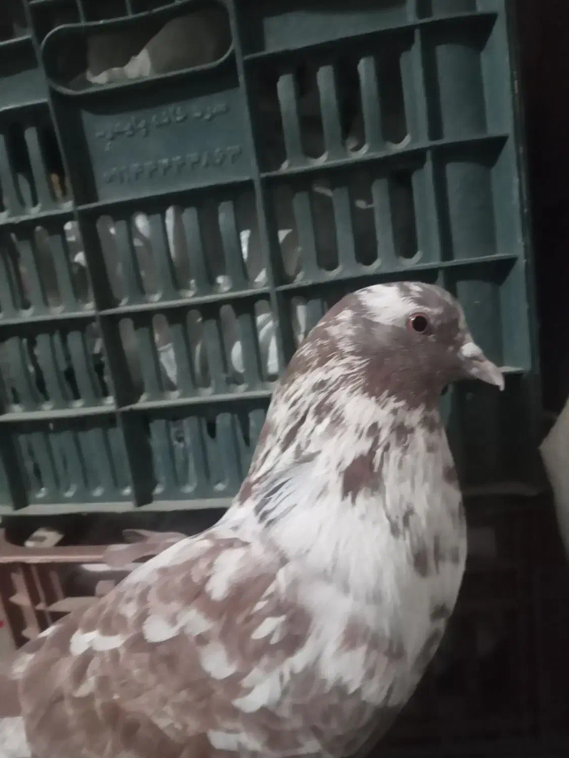 کبوتر|پرنده|پیرانشهر, |دیوار