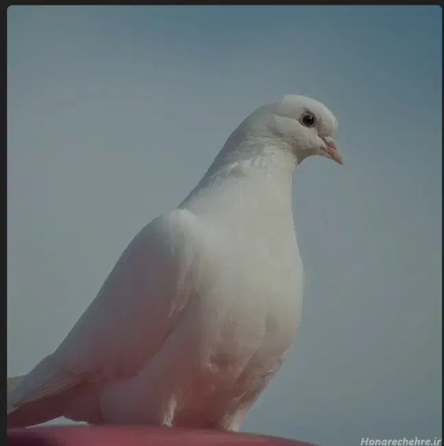 کفتر پرشی|پرنده|سیرجان, |دیوار