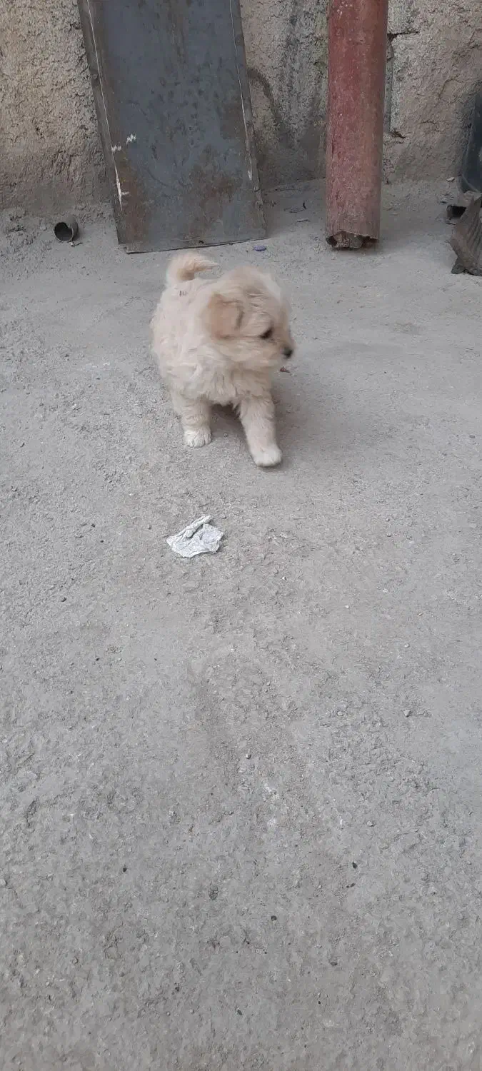 سگ ..|سگ|مرودشت, استادیوم|دیوار