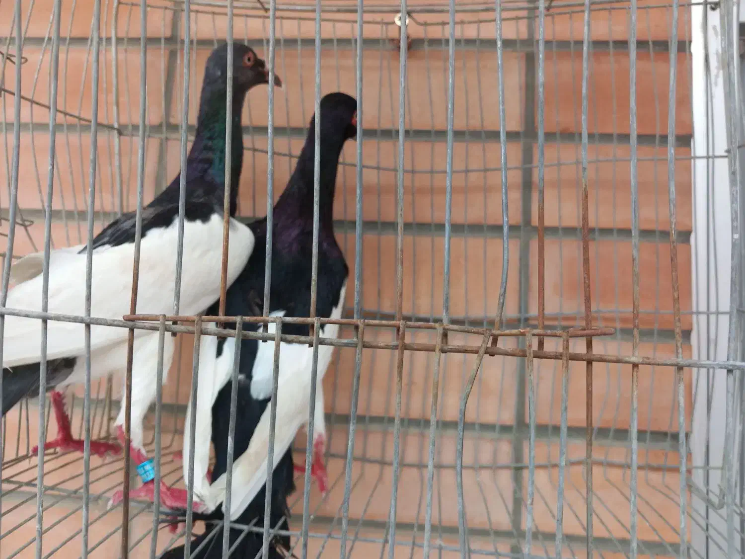 کبوتر یهودی گردن شتری|پرنده|مبارکه, |دیوار