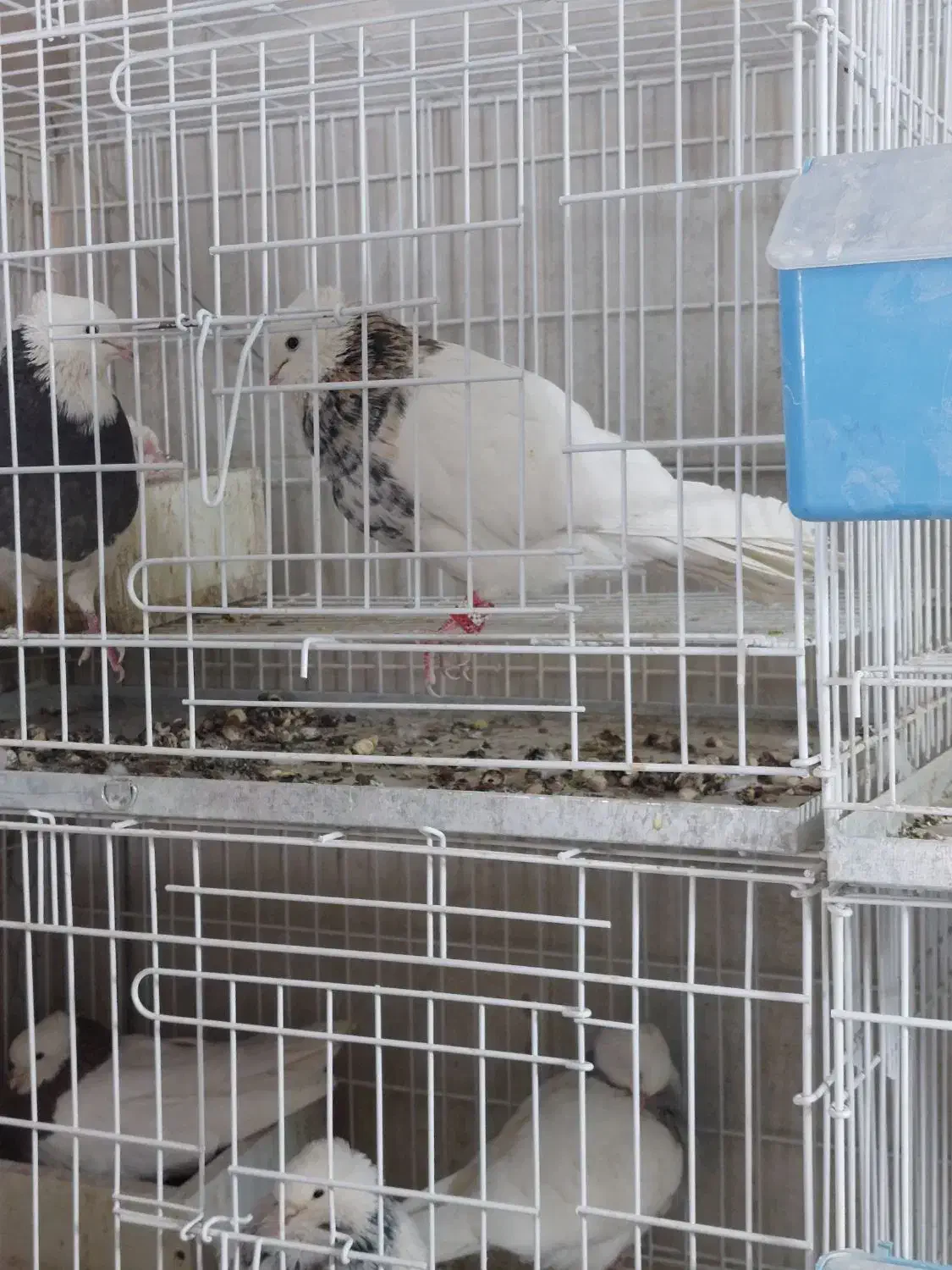 کبوتر،کفتر،طوقی،هفترنگ|پرنده|شاهین‌شهر, اقبال لاهوری|دیوار