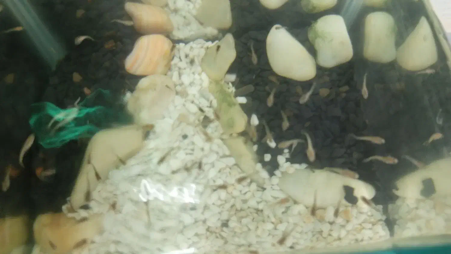 گوپی|ماهی|فردیس, فردیس|دیوار