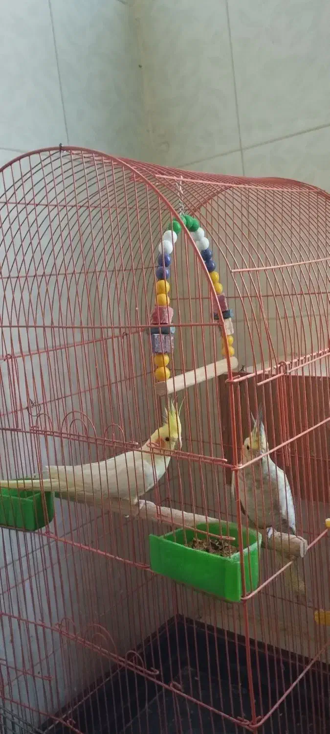 عروس هلندی|پرنده|فهرج, |دیوار