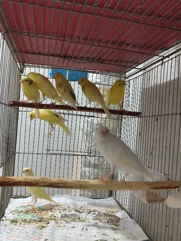 قناری|پرنده|شاهین‌شهر, شهرک گلدیس|دیوار