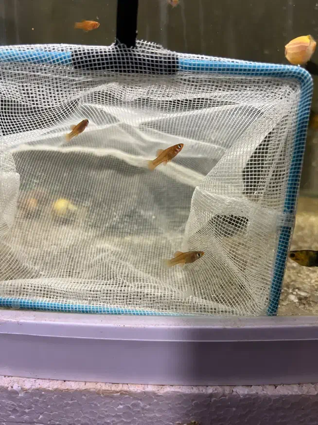 ماهی آکواریوم دمشمشیری سوارتل و دیسکس|ماهی|قم, شهرک امام حسین|دیوار