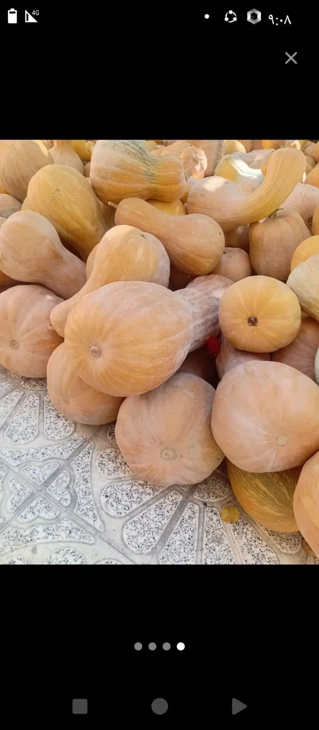 کدو|خوردنی و آشامیدنی|آشخانه, |دیوار