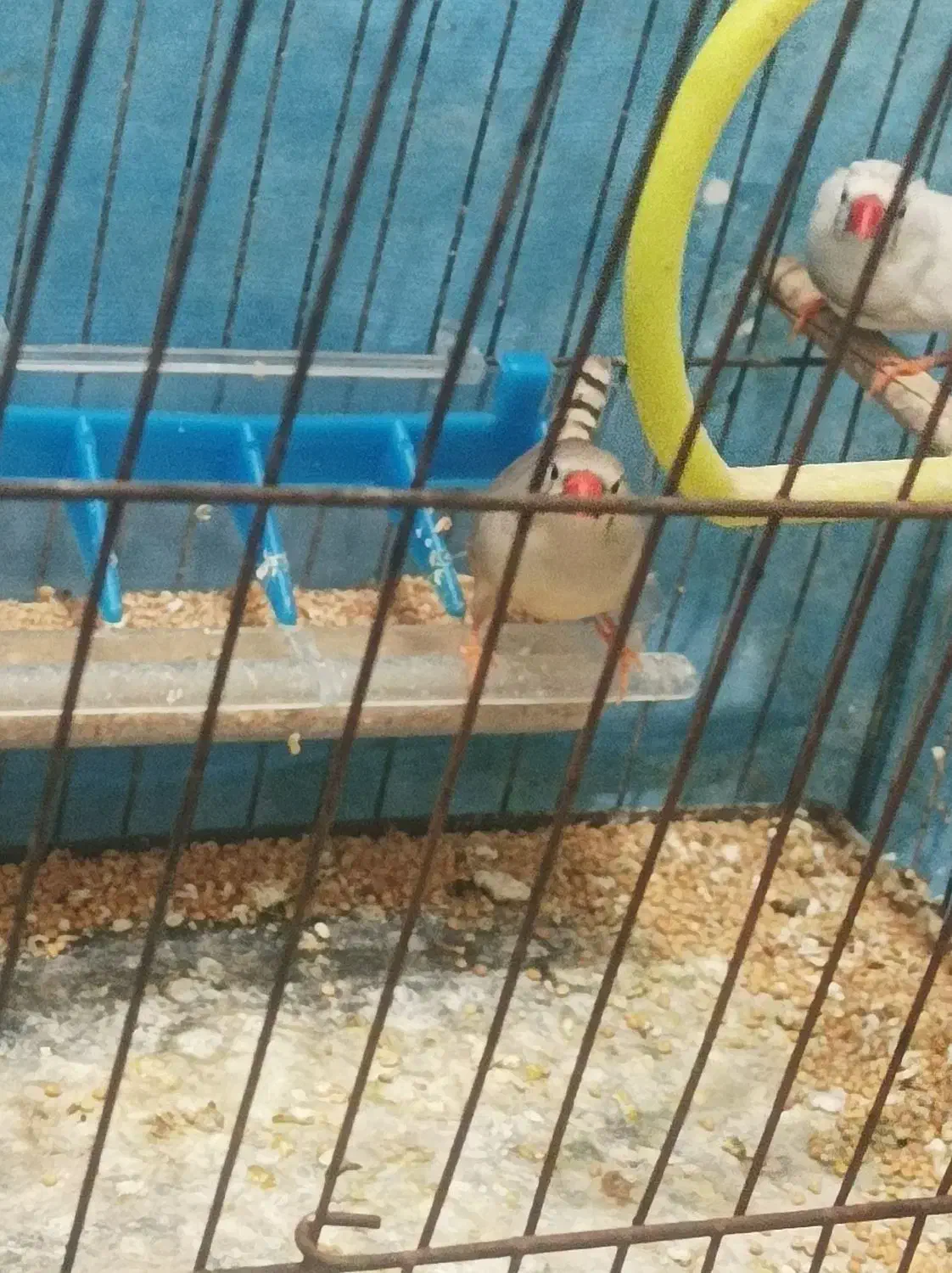 فنچ|پرنده|ملارد, |دیوار