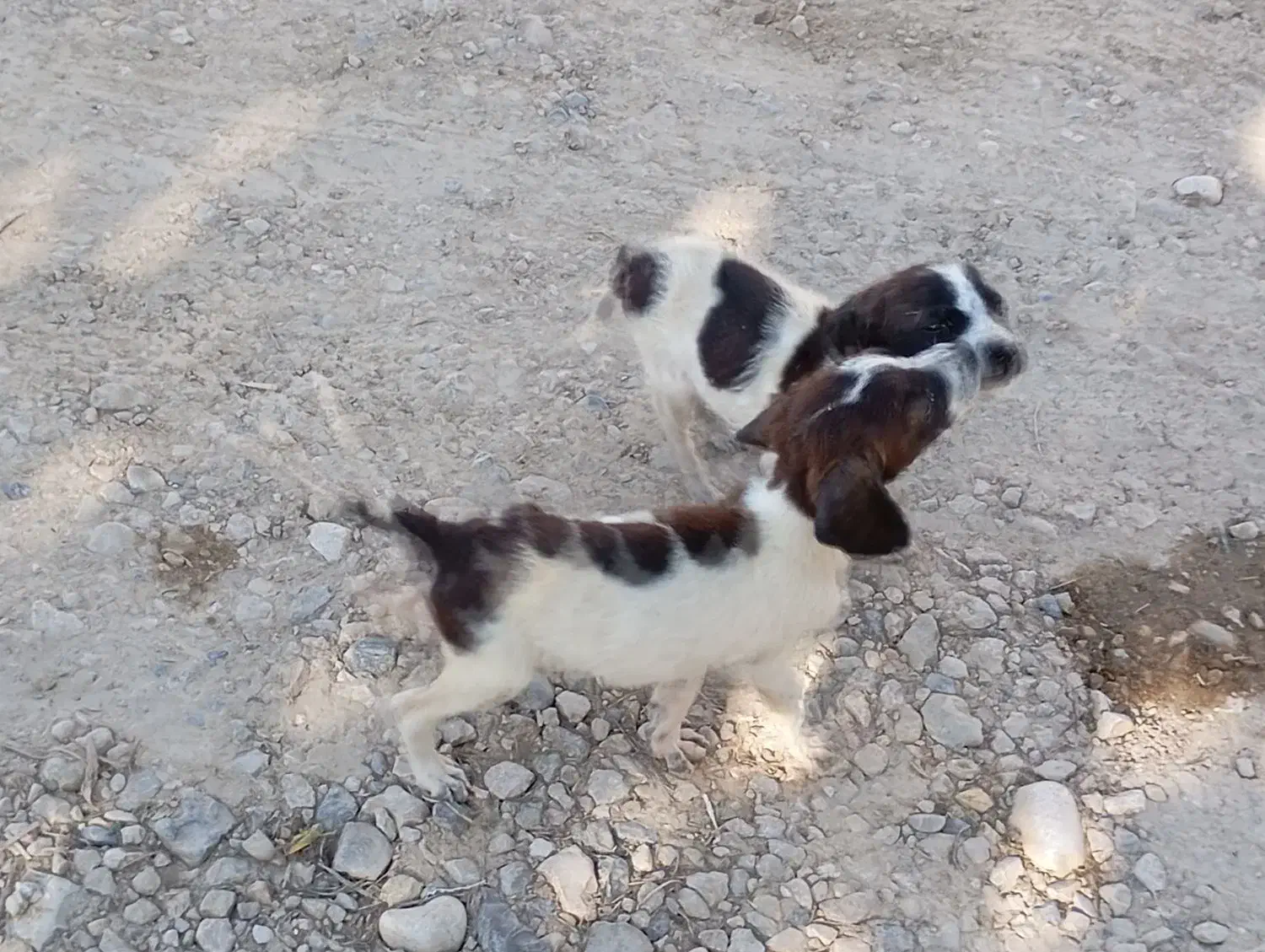 فروشی|سگ|فراغی, |دیوار