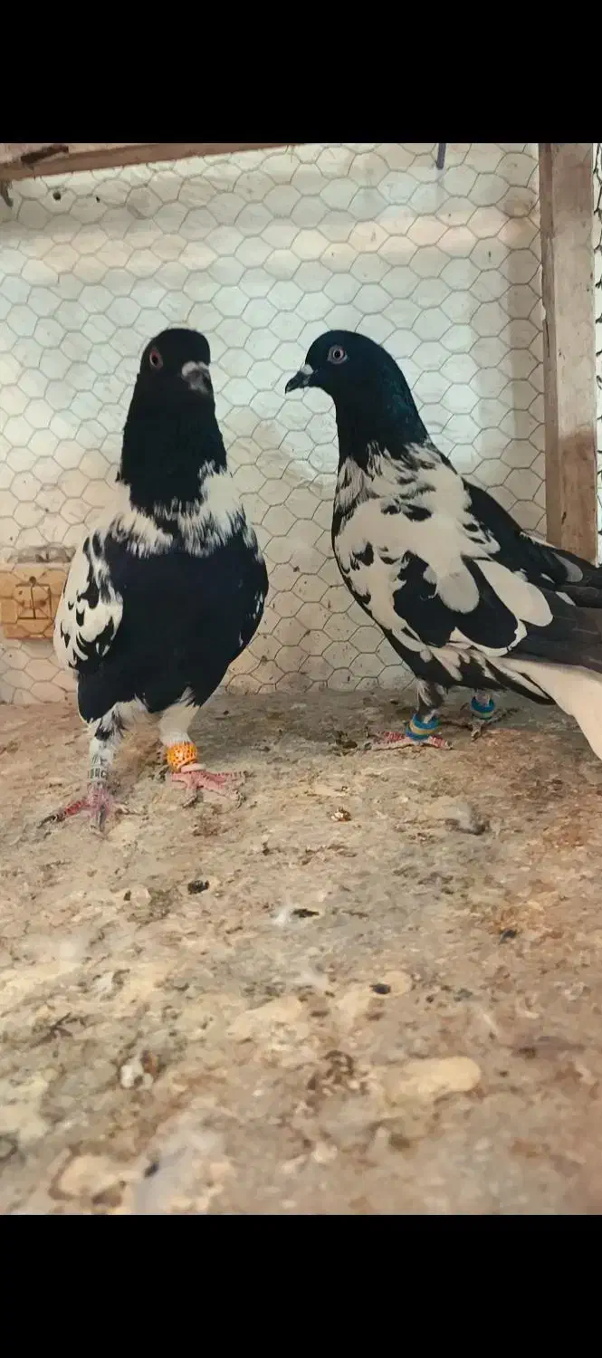 کبوتر|پرنده|مشهد, انصار|دیوار