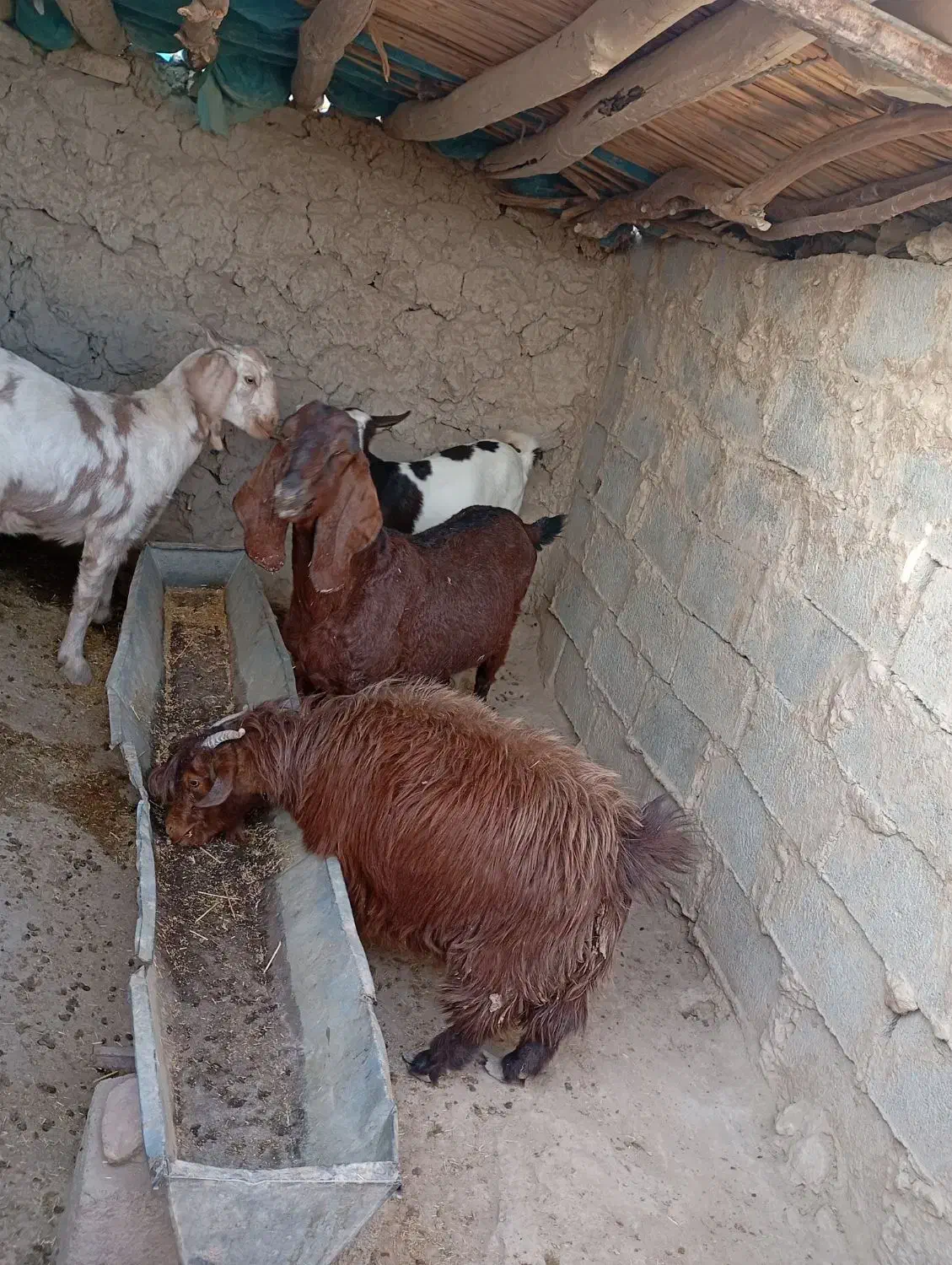 بز مری|حیوانات مزرعه|قرقری, |دیوار