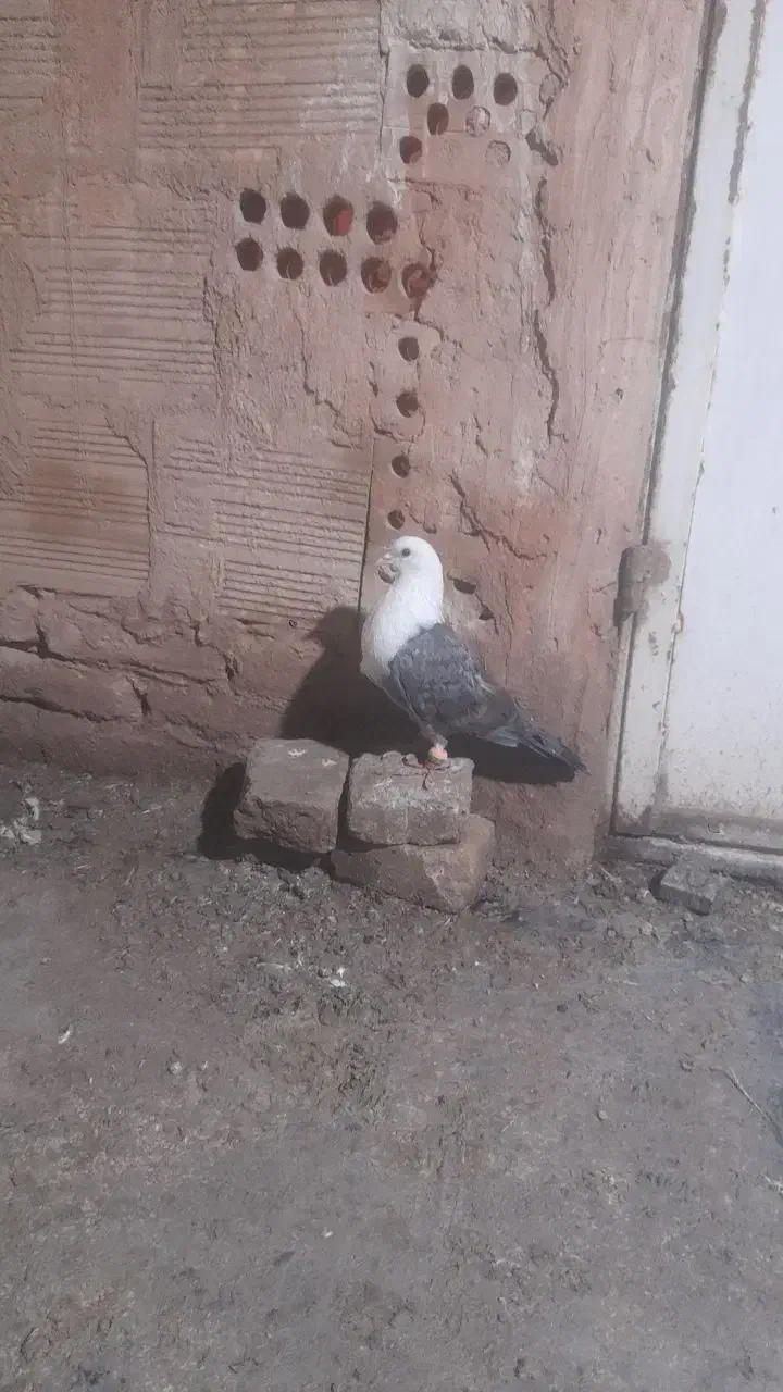 کله سفید سبز نر گرفتنی بدون پر پا|پرنده|سبزوار, مدرس|دیوار