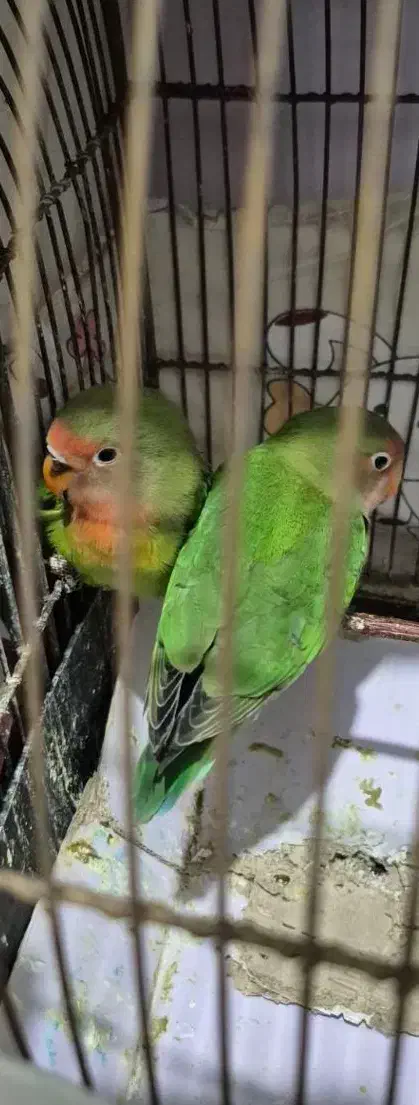 طوطی برزیلی|پرنده|زنجان, |دیوار