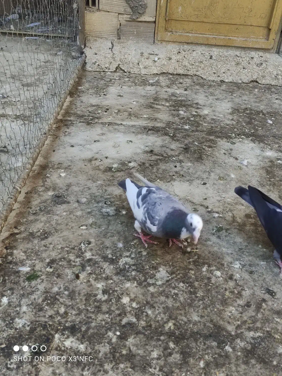 دوتا نر پلاکی یا شهرستانی|پرنده|مشکین‌دشت, |دیوار