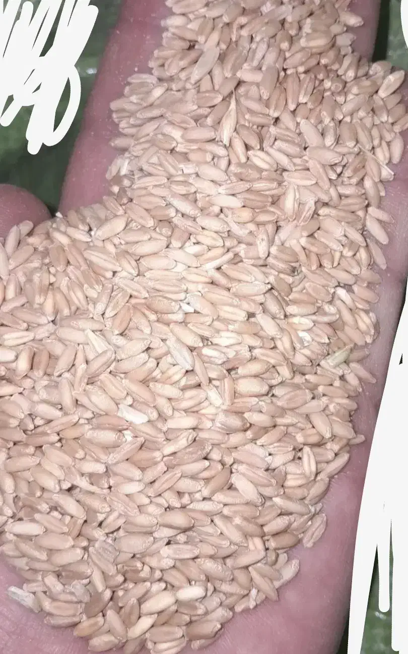 گندم|عمده‌فروشی|سرولایت, |دیوار