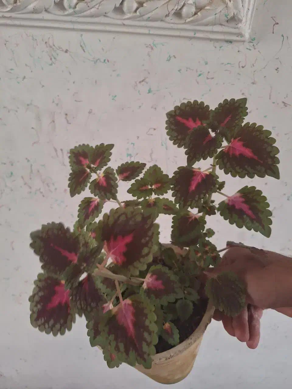 گل طبیعی|گل و گیاه طبیعی|شهرکرد, |دیوار