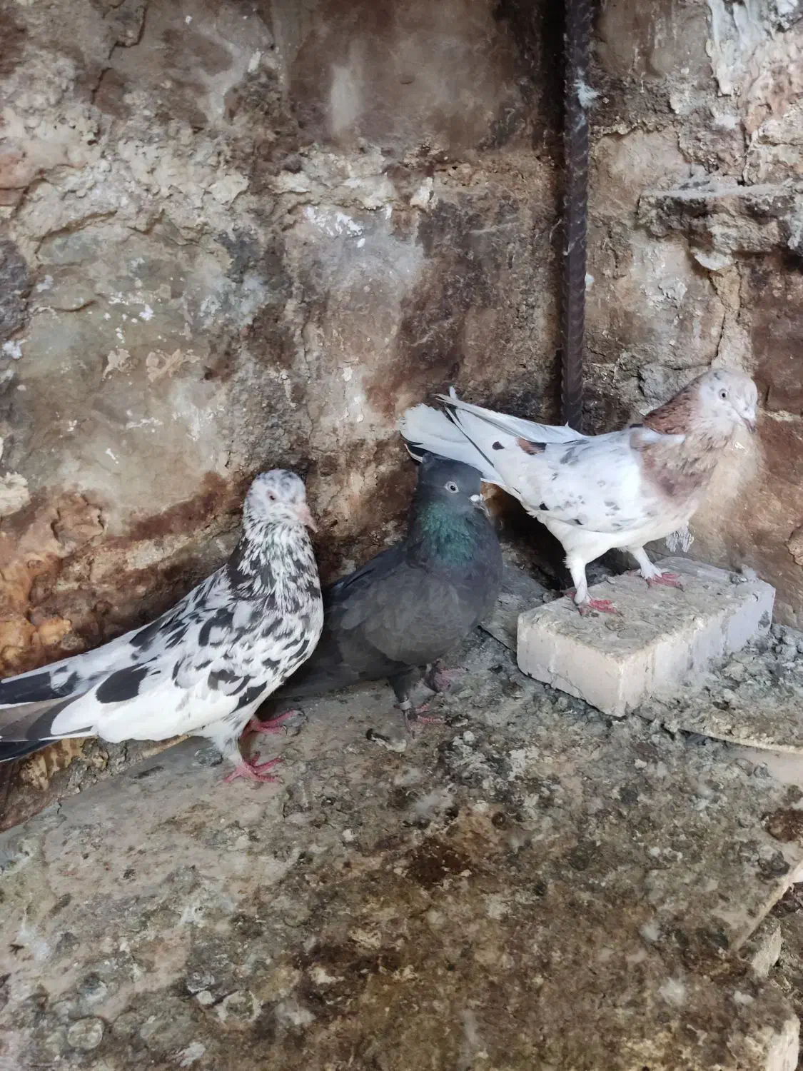 صدادار|پرنده|مسجد سلیمان, |دیوار