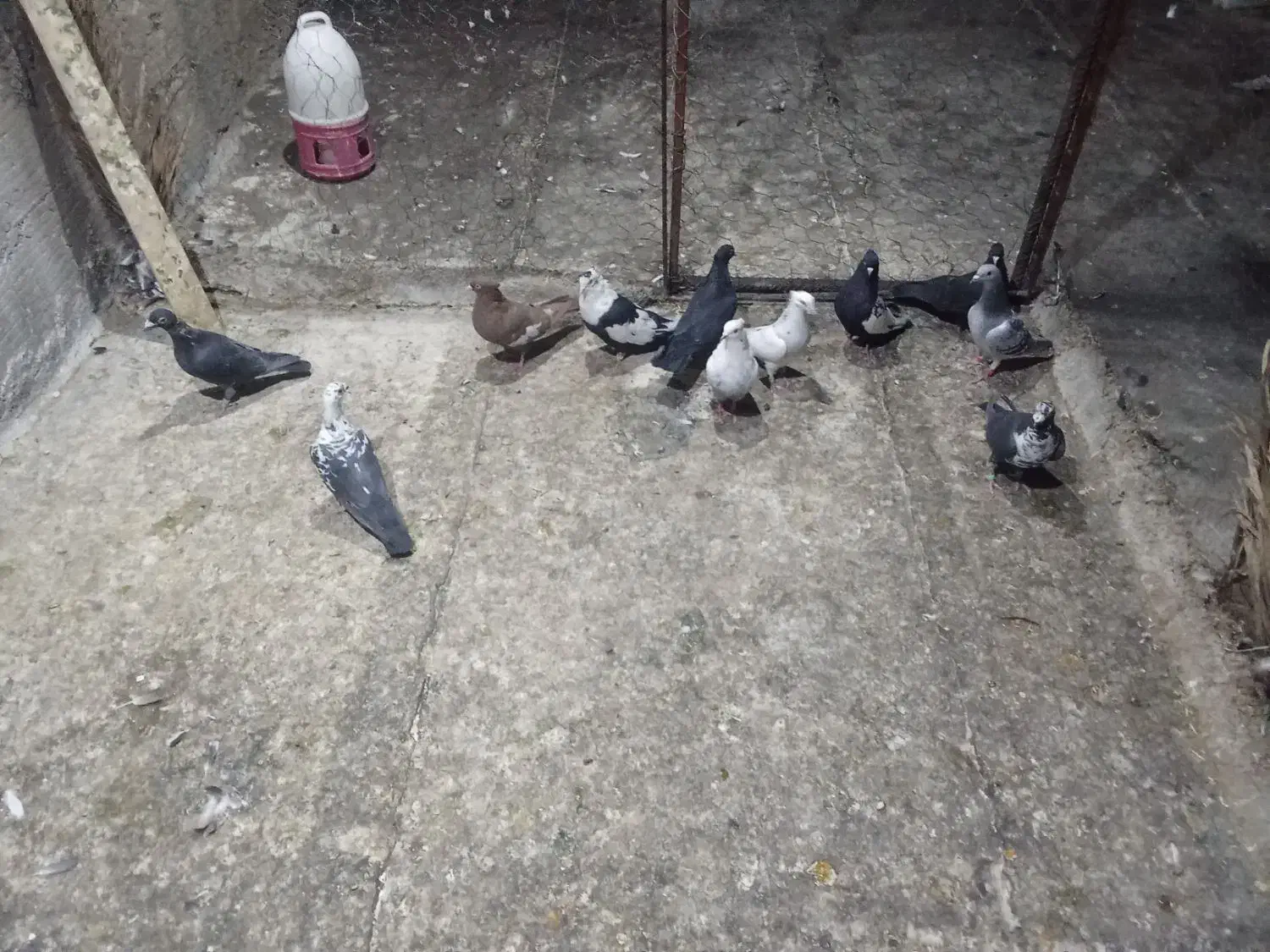 کفترجفتی تک پروندنی|پرنده|فسا, |دیوار