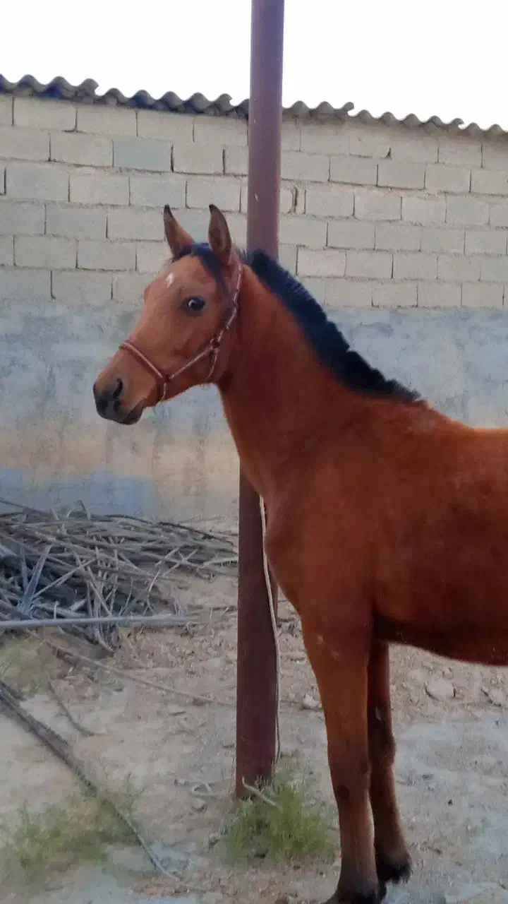 کره اسب مادیون|اسب و تجهیزات اسب‌سواری|بندر گناوه, |دیوار