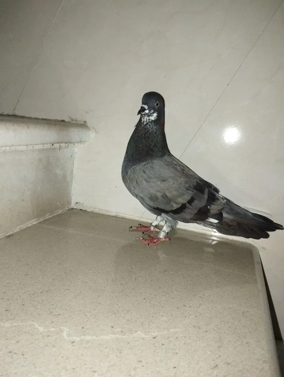 کبوتر تکپر|پرنده|دلند, |دیوار