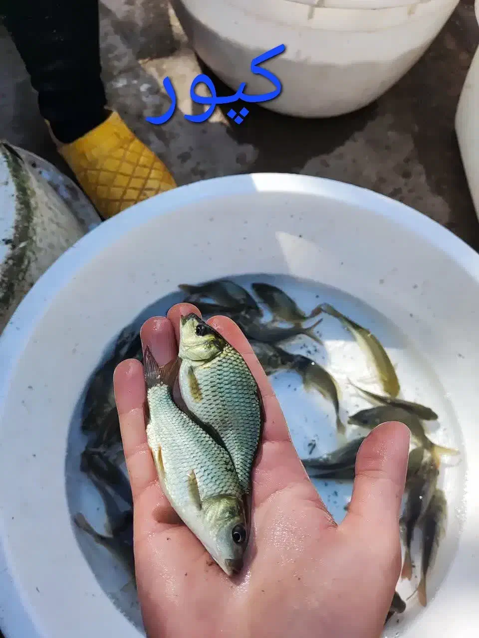 فروش ماهی کپور آمور|ماهی|اهواز, دانشگاه چمران|دیوار