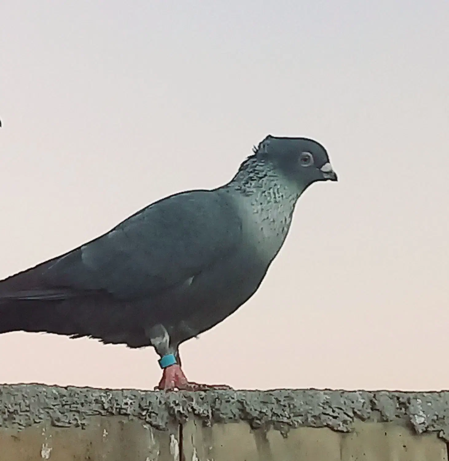 رنگی|پرنده|اهواز, حصیرآباد|دیوار