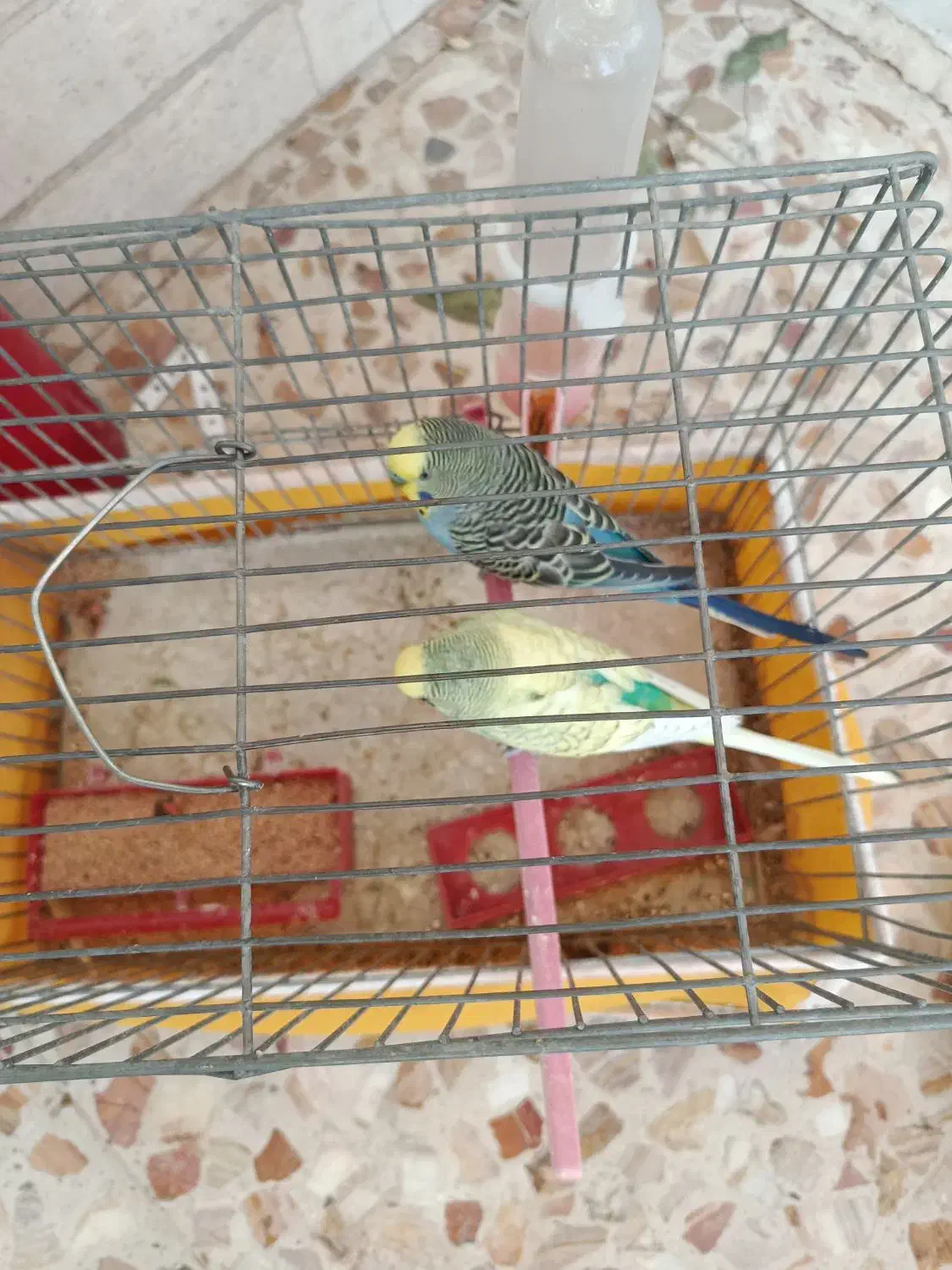 مرغ عشق|پرنده|اصفهان, پرتمان|دیوار