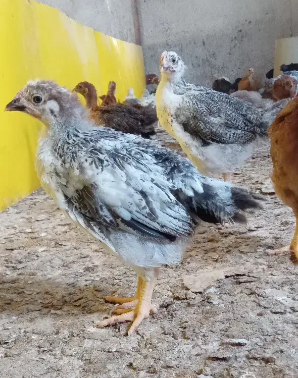 نیمچه محلی جوجه|حیوانات مزرعه|قزوین, |دیوار