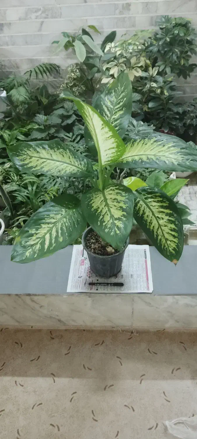 با اینها یه بهشت کوچولو تو خونه برا خودت بساز|گل و گیاه طبیعی|شاهینشهر, مخابرات (شهید بهشتی)|دیوار