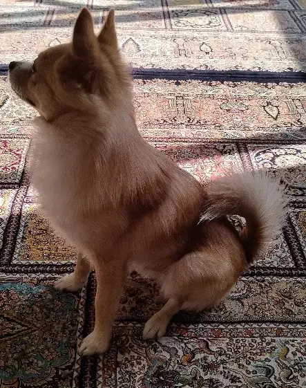 سگ پامر|سگ|اصفهان, شهرک کاوه|دیوار