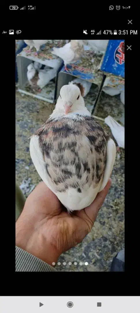 طوقی روزگاری|پرنده|نجفآباد, امیرآباد|دیوار