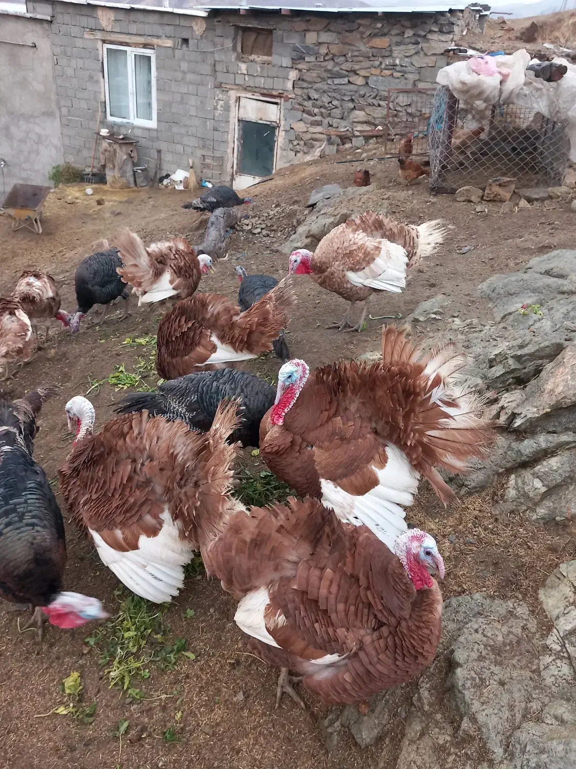 بوقلمون محلی|پرنده|سقز, |دیوار