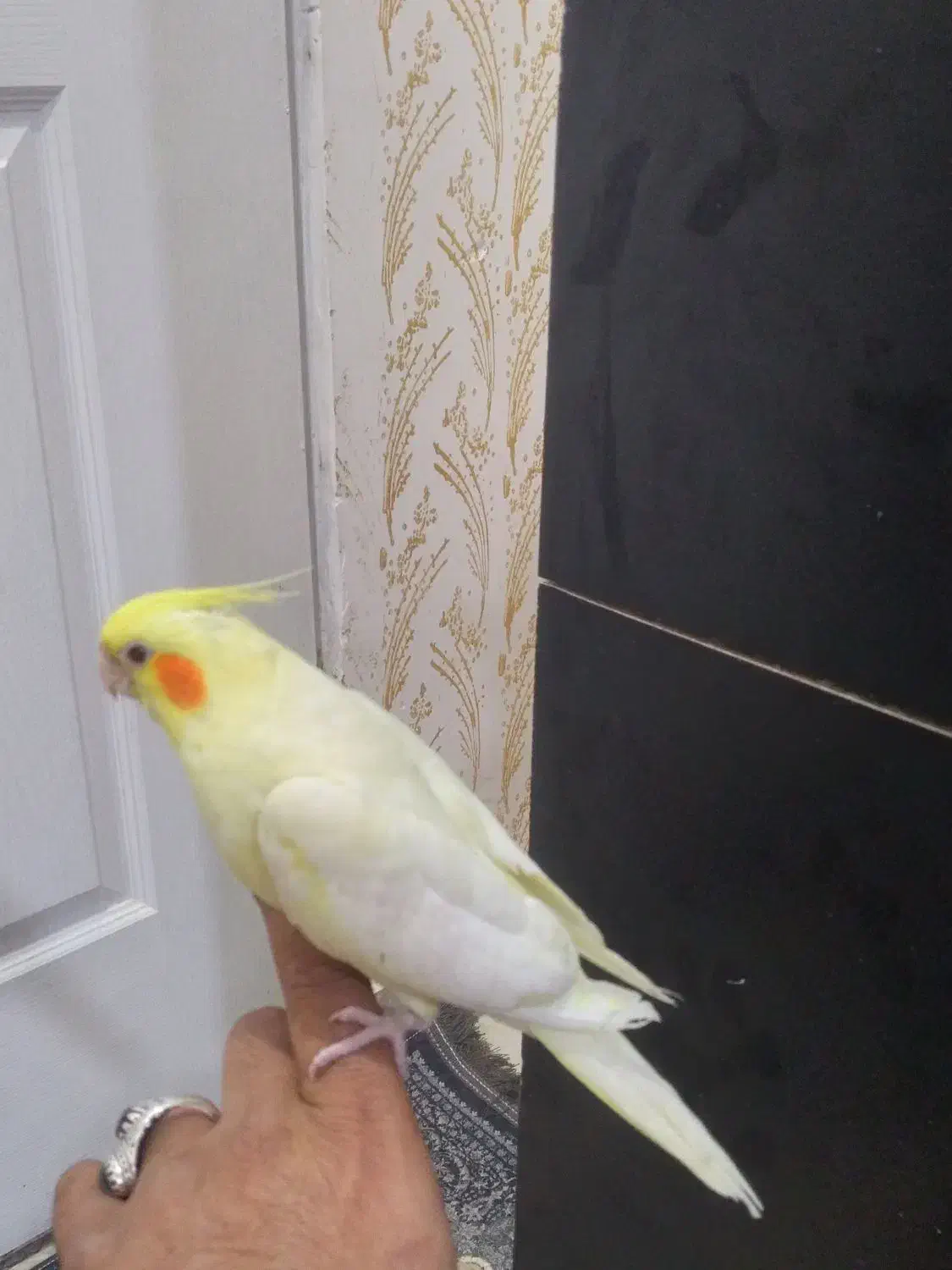 عروس هلندی جفت نر سخنگو|پرنده|پلدختر, |دیوار