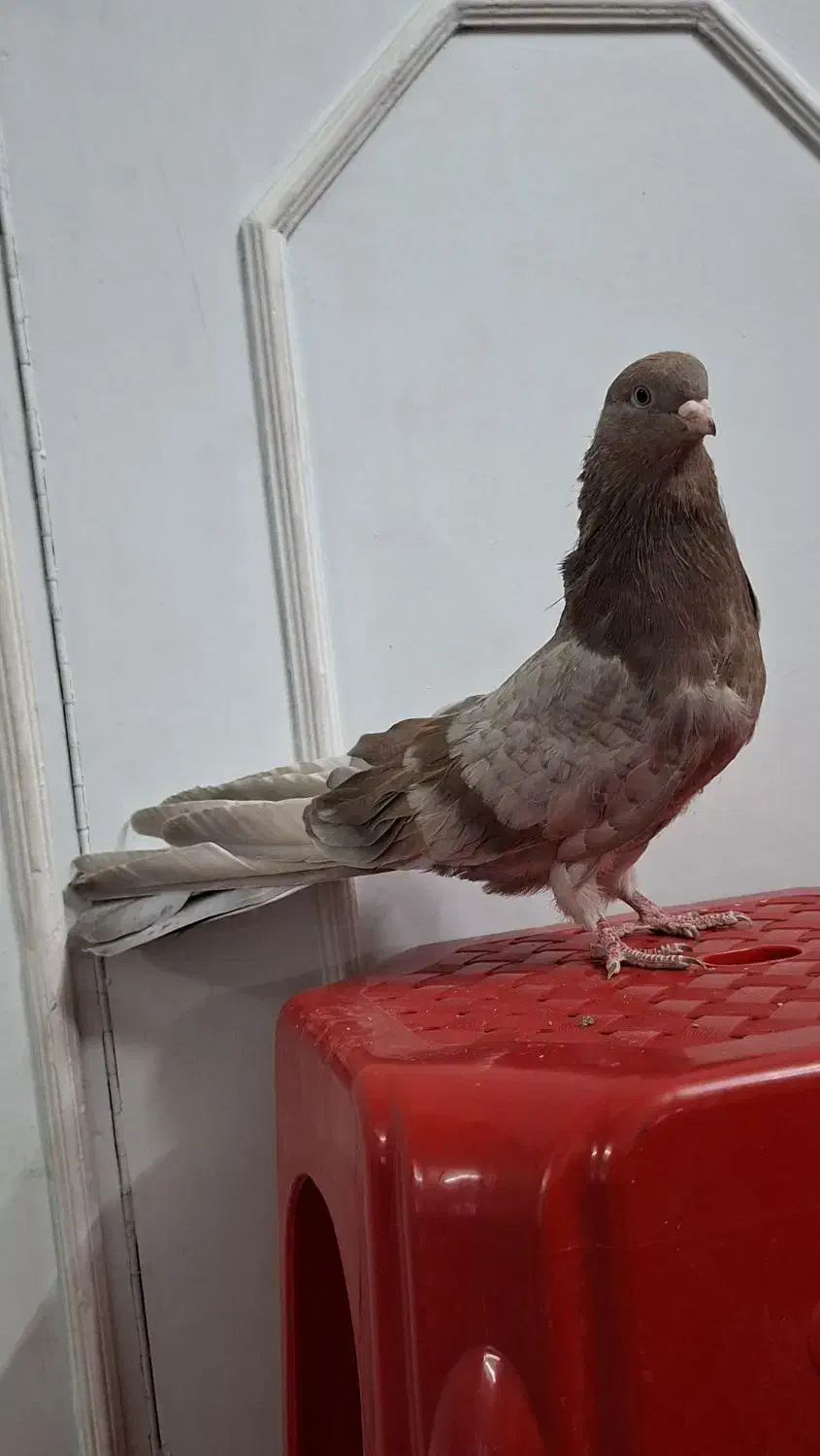 کبوتر نوک قنار نر|پرنده|تهران, وصفنارد|دیوار