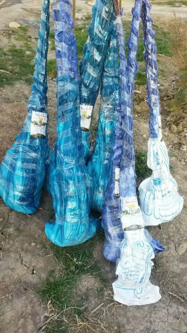 ارائه نهال زرد الو جهانگیری|خدمات باغبانی و درختکاری|گلپایگان, |دیوار